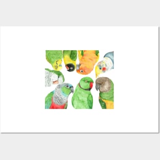 Special medium parrots watercolor painting party Posters and Art